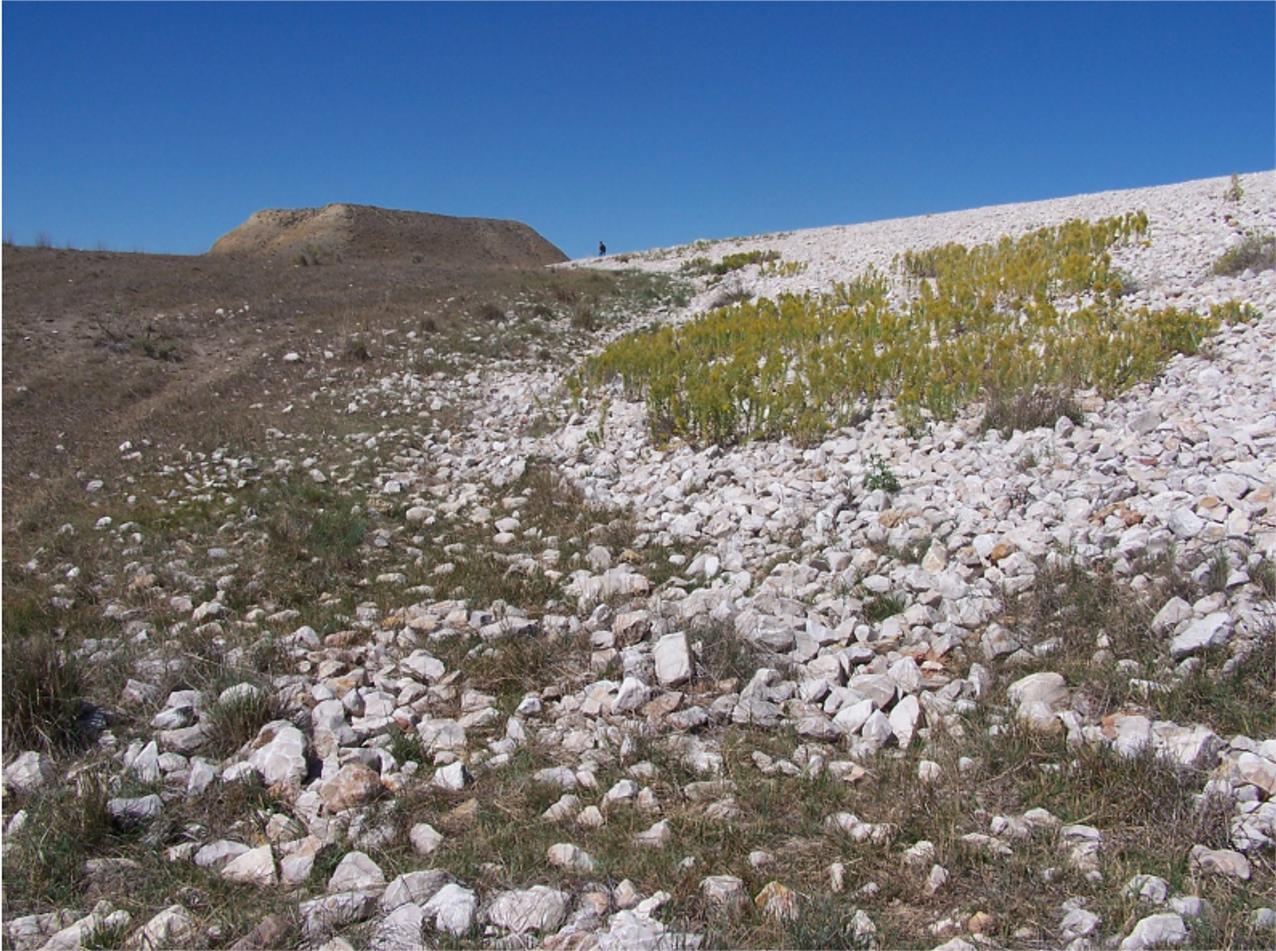 Vegetation on the Edgemont embankment face.
