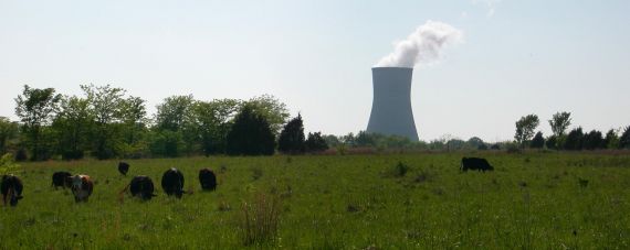 Cattle Grazing near Callaway
Keywords: Callaway Nuclear Power Plant