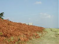 sizewell_bracken.jpg