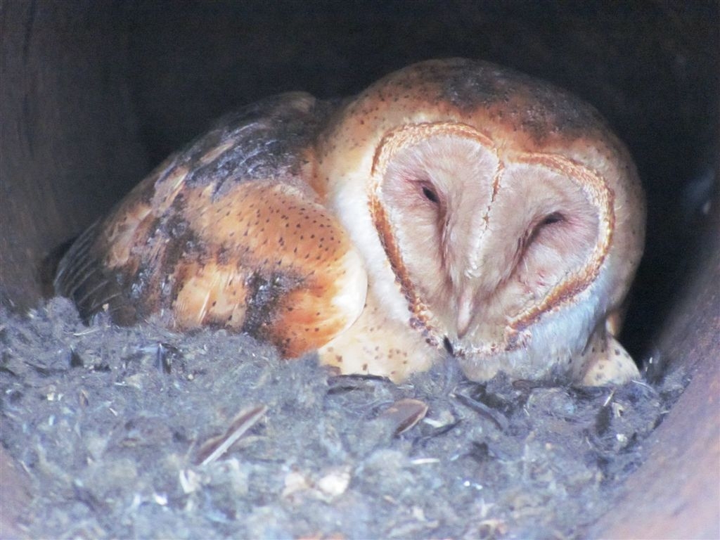 The Barn Owl
Found nesting in an open pipe hanging out of the wall of 105N.
