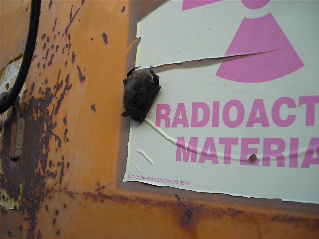Small bat found hanging on ERDF box
