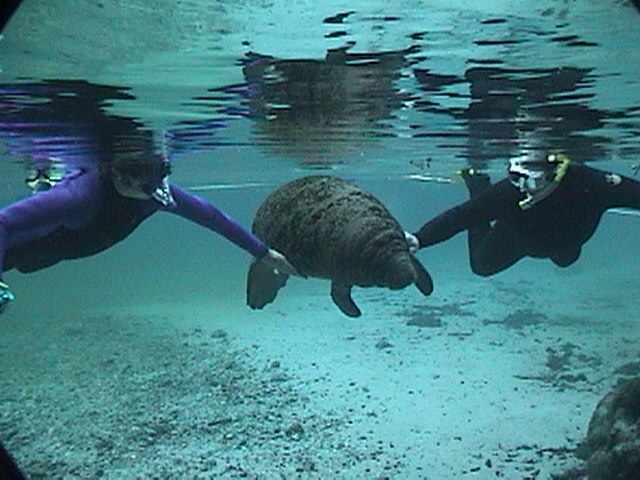 Swimming with the Manatee @ Crystal River '07
