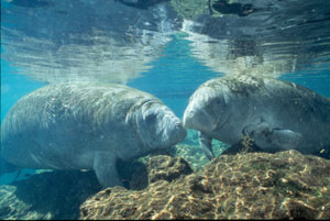 Manatee @ Crystal River 2007
