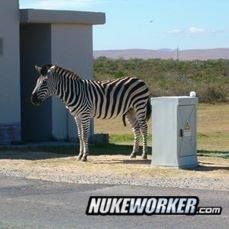 koeberg_zebra.jpg