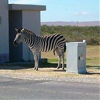 koeberg_zebra.jpg