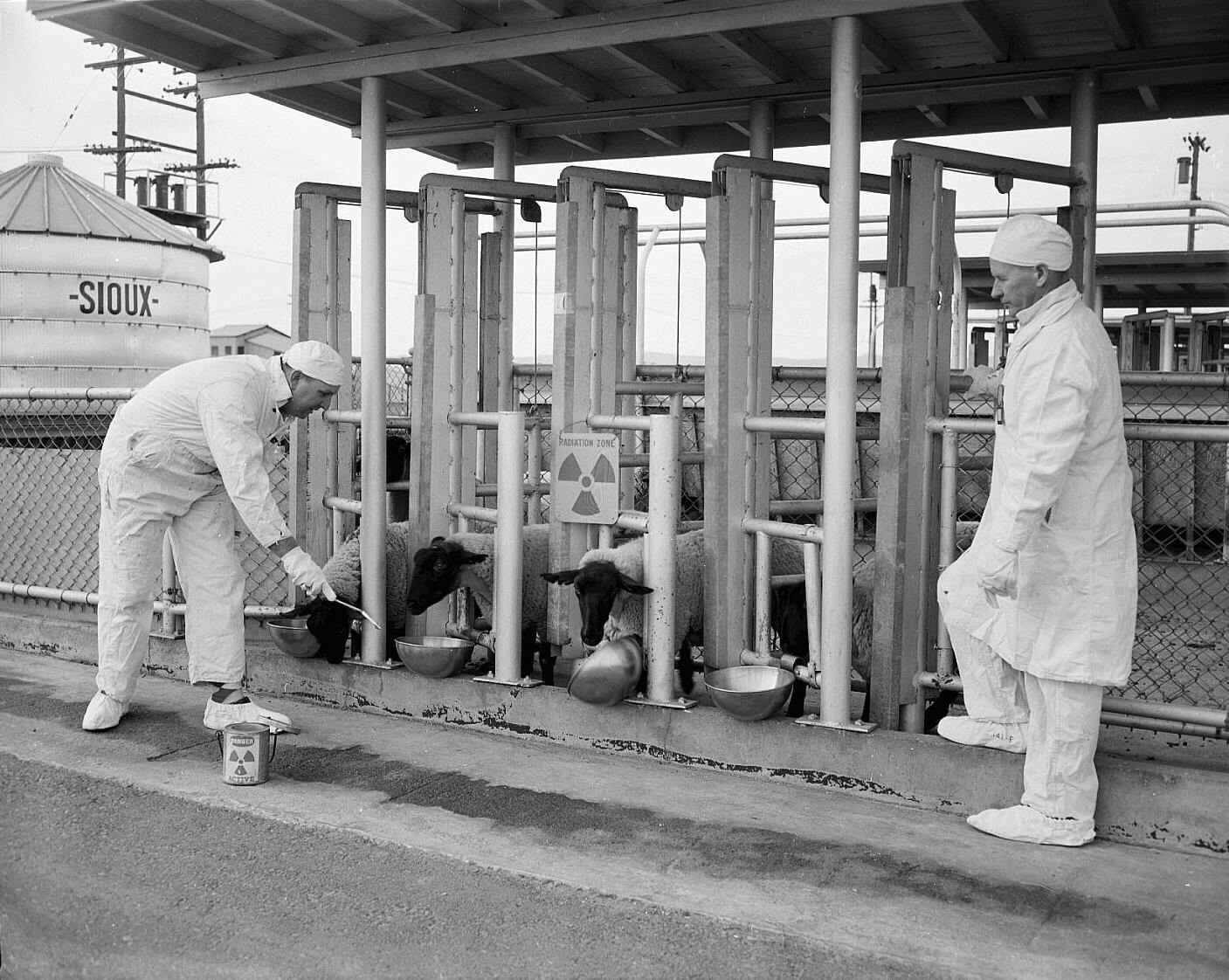 Hanford sheep testing 2
Keywords: Hanford