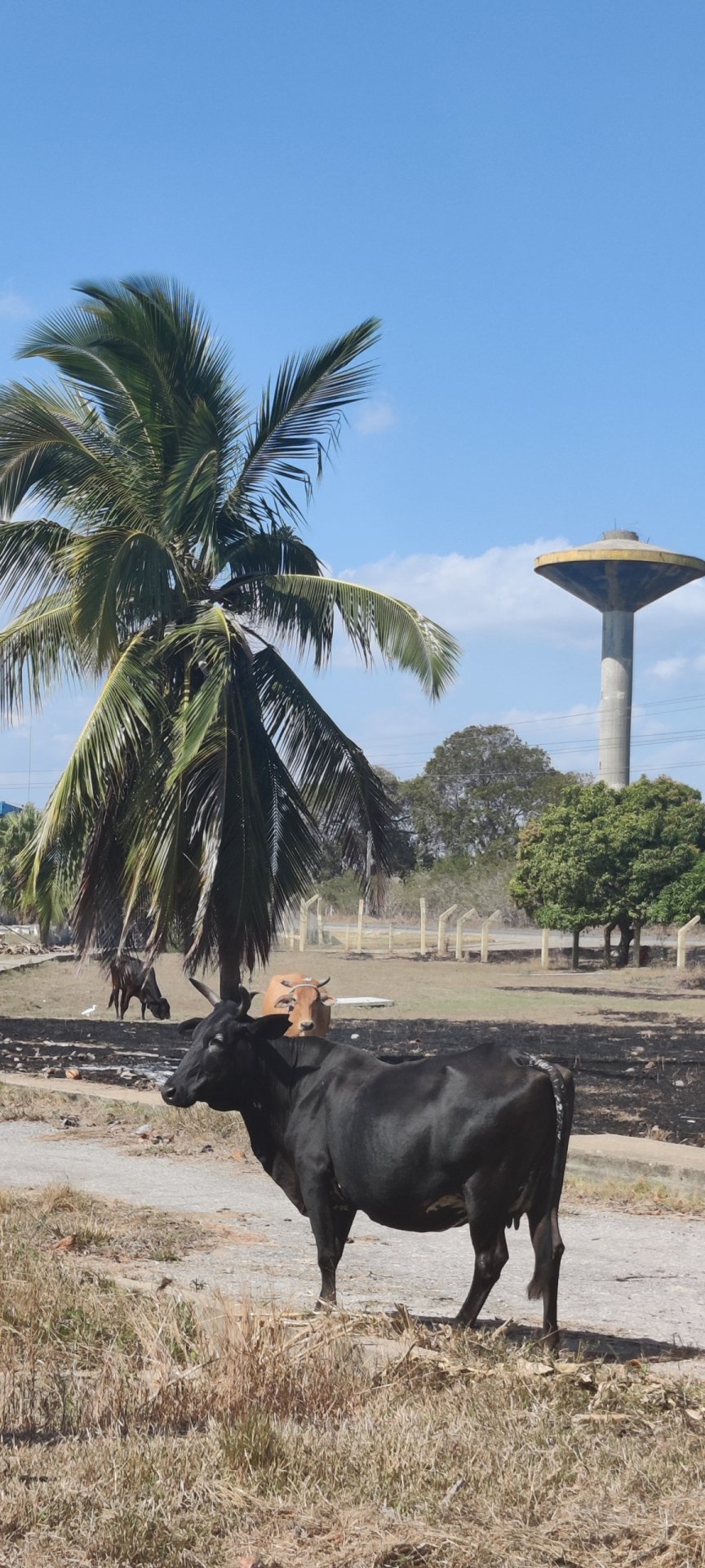Click to view full size image
==============
Ciudad Nuclear-069
Keywords: Juragua Ciudad Nuclear-069
Keywords: Juragua